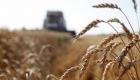 Российская пшеница стала дороже нефти