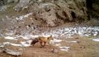 昆仑山脉祁曼塔格山地区首次记录到豺等野生动物活动画面
