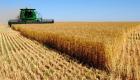 Правительство РФ установило квоту на экспорт зерновых культур