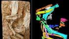 科学家发现亚洲最古老沙鸡化石