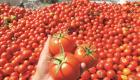 Rus üreticiler Türkiye'den domates ithalatına yasak istiyor