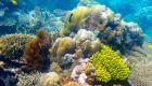 شعاب مرجانية "ثلاثية الأبعاد" لحماية البيئة البحرية