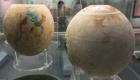 آیا راز تخم شترمرغ‌های تزئین شده موزه بریتانیا فاش شد؟