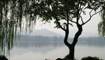 شجرة الصفصاف