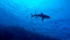 دراسة تحذر من تداعيات انقراض أسماك القرش والحيتان
