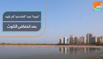 "كورونا" يعيد "الفلامنجو" إلى الهند بعد انخفاض التلوث