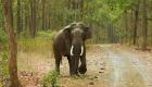 भारत के केरल में लॉकडाउन में हाथी ने सुनी घर वालों की फरियाद