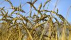 Эксперты: у России есть потенциал сохранения лидерства по экспорту пшеницы