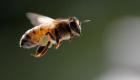 "شبيه كورونا" يهاجم الحشرات.. والنحل في خطر