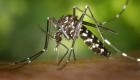 بعد كورونا.. "البعوض النمر" يجتاح فرنسا ويهددها بالملاريا