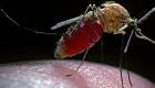 اكتشاف ميكروب يوقف نشر الملاريا
