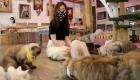 مقاهي القطط تخفف "توتر كورونا" في تايلاند 