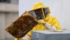 "بمذاق روما".. كورونا ينعش إنتاج عسل النحل في إيطاليا