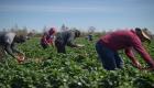 اليونان تتوسل العمالة الأجنبية لإنقاذ محاصيلها