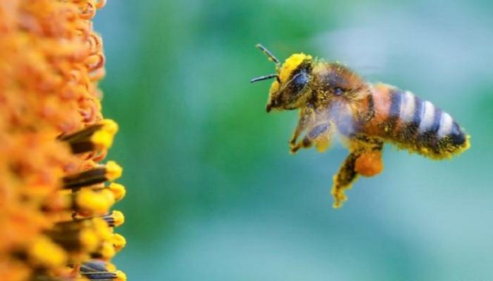 في يومه العالمي.. النحل يستفيد بحجر كورونا