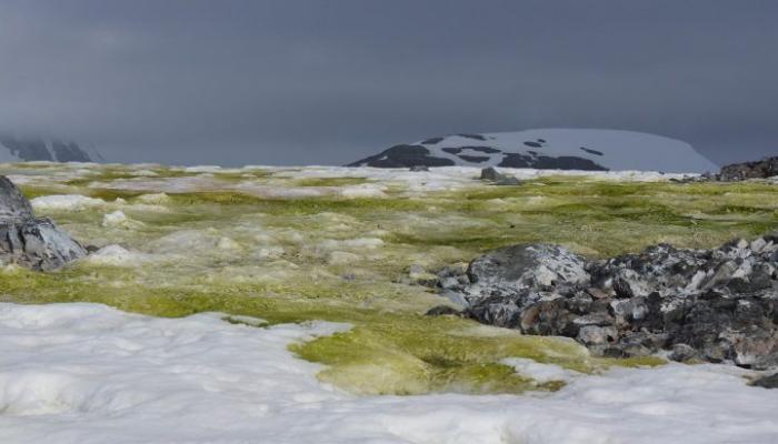 الجليد الأخضر ينتشر في أنتارتيكا