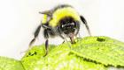 اكتشاف بالمصادفة.. النحل يدفع النباتات للإزهار المبكر لسد جوعه