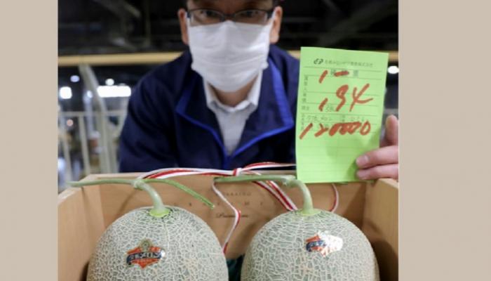 زوج البطيخ الياباني الذي بيع في مقابل 120 ألف ين (1114 دولارا) في هوكايدو  