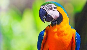 الببغاء سمع الكلمات الأخيرة للضحية