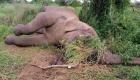 صيادون غير شرعيين يقتلون 8 أفيال في إثيوبيا