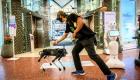 Bangkok: un chien-robot distribue du gel pour les mains 