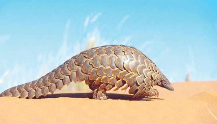 آكل النمل الحرشفي