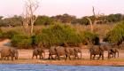 Botsvana'da 3 ayda 150'den fazla fil hayatını kaybetti!