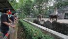 أقدم حديقة حيوان إندونيسية تفتح أبوابها بـ"تدابير كورونا"