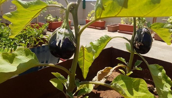 انتشار الزراعة في الشرفات بلبنان