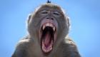 عصابات القرود تحتل المدينة.. السكان يدفعون الضريبة والصور مرعبة