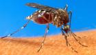 Les moustiques ne transmettent pas le coronavirus, selon une étude italienne