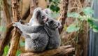 الكوالا مهددة بالانقراض قبل 2050