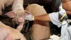 فيروس جديد في الصين.. يصيب الخنازير وينتقل للبشر