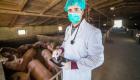 Çin'de yine pandemi tehlikesi! Yeni nesil domuz gribi virüsü tespit edildi