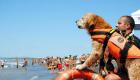 كلبة تنقذ طفلا من الغرق في إيطاليا