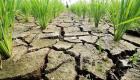 الجفاف يعصف بموسم الأرز في أستراليا
