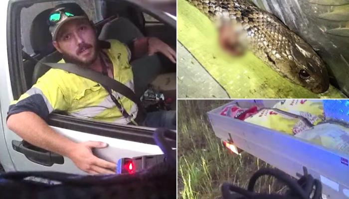 أسترالي ينجو بأعجوبة بعد مصارعة أفعى قاتلة 127-171433-australian-fights-world-deadliest-snakes-driving_700x400