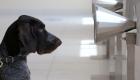 الإمارات تستخدم الكلاب البوليسية لكشف مصابي كورونا
