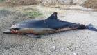 France : L'État condamné pour la prise accidentelle de dauphins