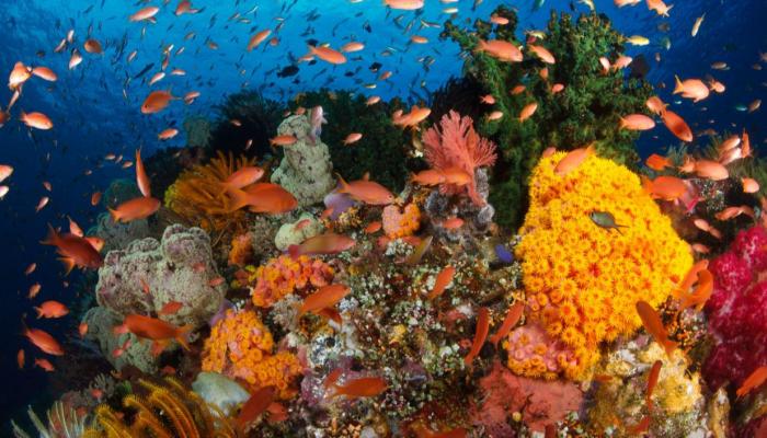 الأسماك تواجه مجموعة متنوعة من العوامل الكيميائية والبيولوجية