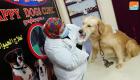 مصرية تتبنى أول حملة فحوص "كورونا" للحيوانات.. علاج ورعاية