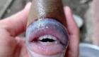 "السمكة ذات الفم البشري" تشعل مواقع التواصل