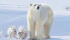 Araştırma: Kutup ayıları 22. yüzyılı göremeyecek