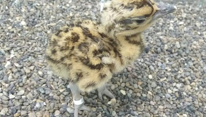 أول فرخ حبارى عربي بالتلقيح الاصطناعي