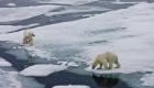 الدببة القطبية تواجه خطر الانقراض بحلول 2100