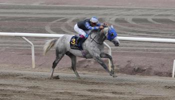 كأس رئيس الإمارات للخيول العربية بالسويد