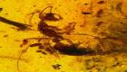محفوظة في كهرمان.. حفرية لنملة عمرها 99 مليون سنة