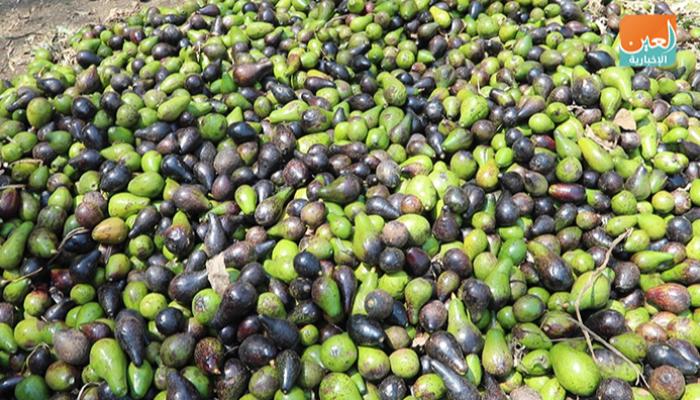 فاكهة الأفوكادو في إثيوبيا