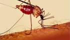 القضاء على الملاريا.. أمل جديد في خريطة "الخلايا المناعية" للبعوض