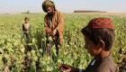 كارثة في أفغانستان.. مزارع الخشخاش تستقطب ضحايا كورونا العاطلين